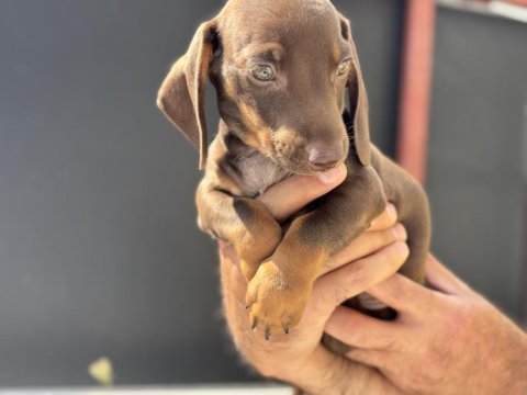 Petmode köpek çiftliğinden dachshund yavrumuz