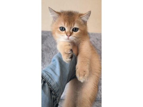 Golden british shorthair güzellikler teslime hazır