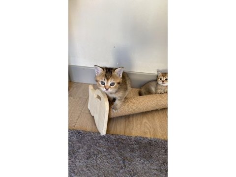 Temas delisi british shorthair miniklerim