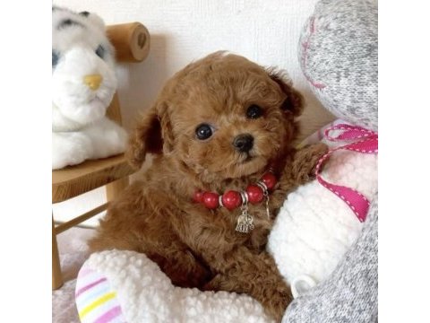 Yeni toy poodle bebeklerimiz