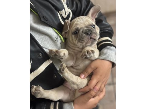 Anatomi güzeli erkek french bulldog yavrumuz