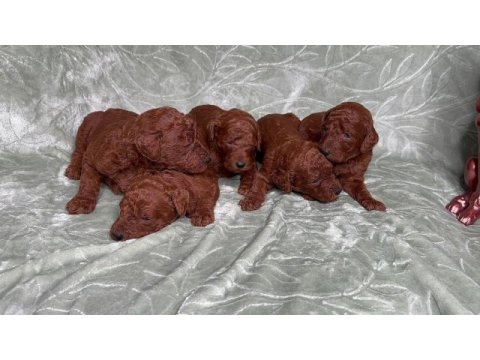 Toy poodle ırk garantili yavrular
