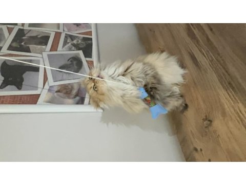 Veteriner hekimden scottish fold highland