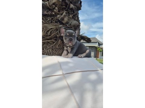 2 renkli french bulldog yavruları çiftlikten 
