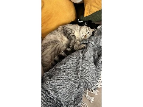 Canım british shorthair oğlum pabloya kalıcı yuva arıyoruz