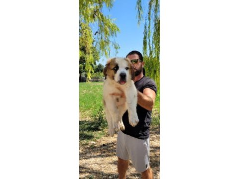 St bernard yavrular