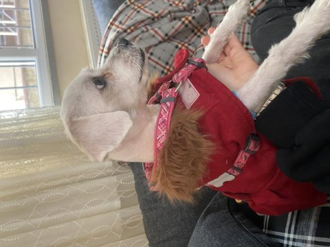 Acil sahiplendirme maltipoo istanbul