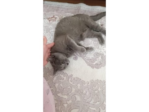 Sevimli british longhair kız