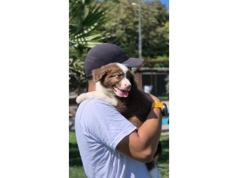 Birinci sınıf safkan border collie yavruları 