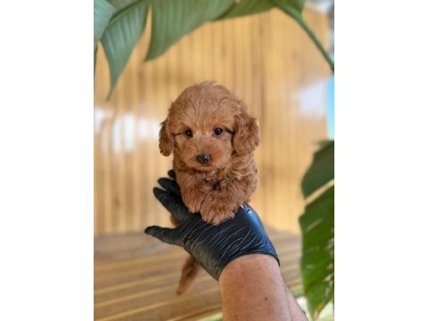 Maltipoo bebekler referans yavru