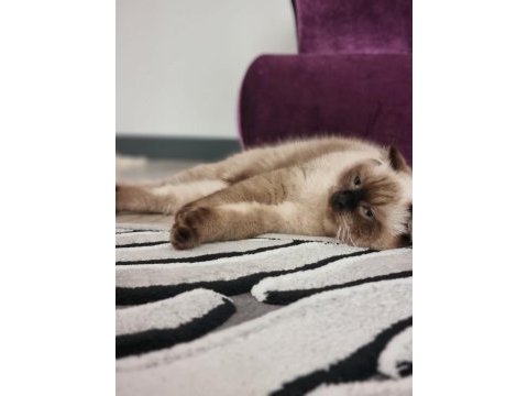 2 yaşında blue point scottish fold