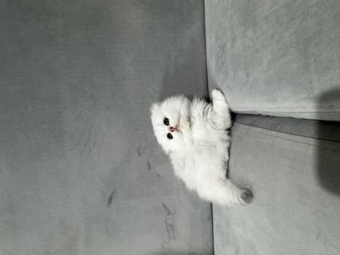 Kendi kedimizin yavruları