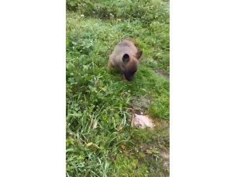 Safkan dik kulak belçika malinois yavrular