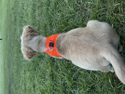 Golden yavrumuz retriever