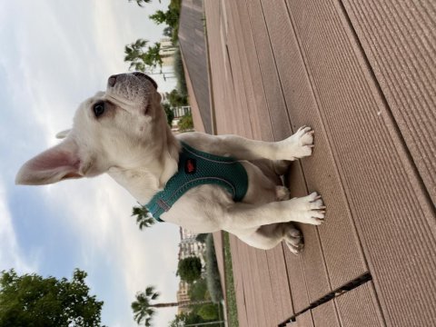 5 allık erkek french bulldog