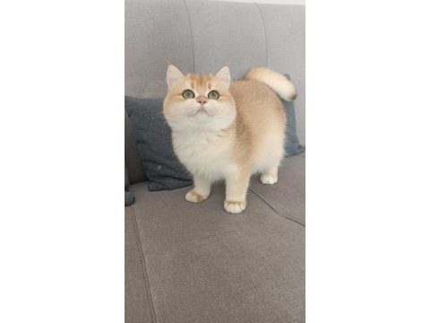 Çok güzel golden british shorthair iki kızımız