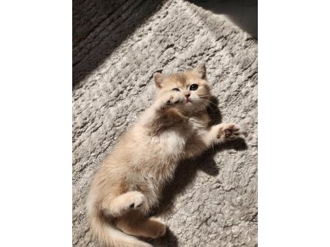 British shorthair golden ay12
