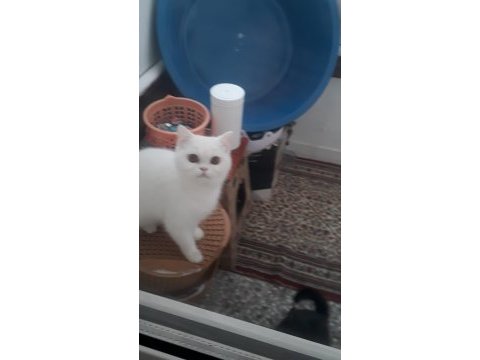 British shorthair kızıma yuva arıyoruz