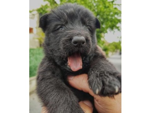 Siyah alman kurdu yavruları