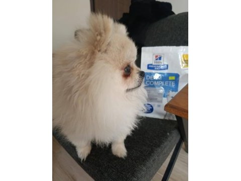 Pomeranian boo en küçük boy uygun