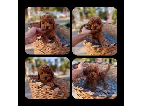 Toy poodle yavrular