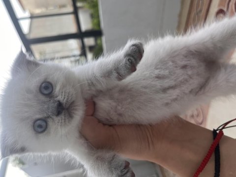 Mavi gözlü bebek yavru kedilerimiz