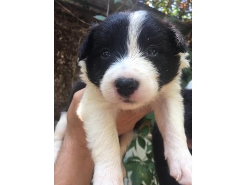 Zeka küpü border collie yavrularım