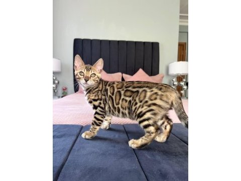 Show class bengal kedisi dişi 3 aylık