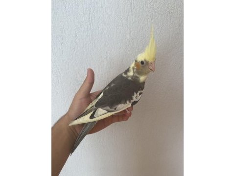 Bebek sultan yeme düştü çok güzel takım olarak