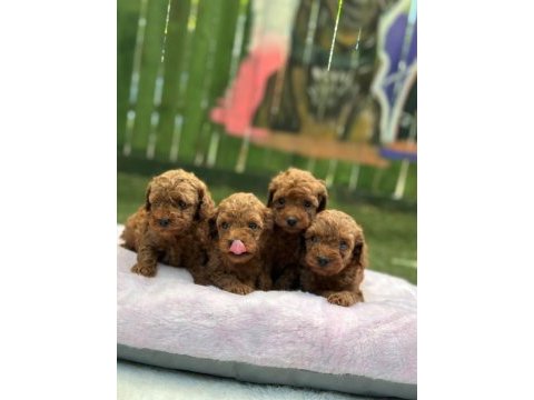 Ruhsatlı poodle evinden oyuncak boy poodle bebekler