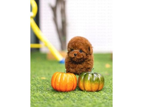 Koreden gelen poodle bebeğimiz ıstanbuldayiz