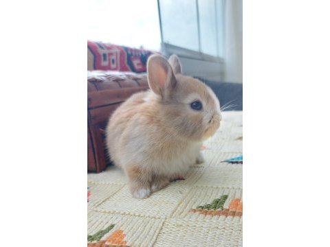 Safkan cüce cinsi yavru tavşanlar
