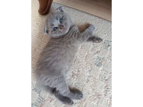 2 aylık erkek kedimiz ücretli sahiplendirilecektir