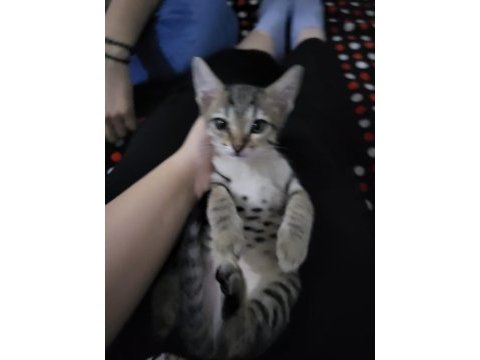 Acil baba siyam annesi tekir 2.5 aylık kedimiz