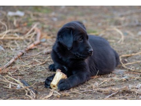 Golden retriever - labrador retriever mix bebekler