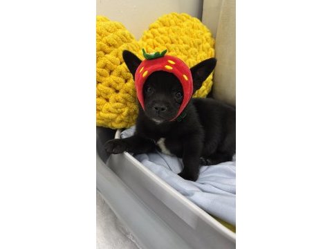 Elma kafa 5 aylık gerçek 0 numara chihuahua