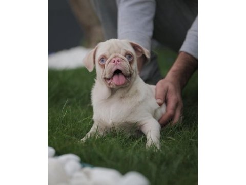 Egzotik renk pink pug yavrular