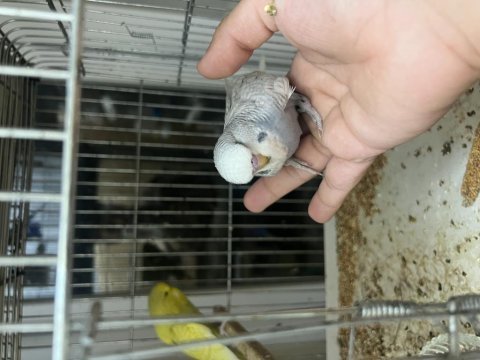 40 günlük ele alışık erkek show jumbo muhabbet kuşlar