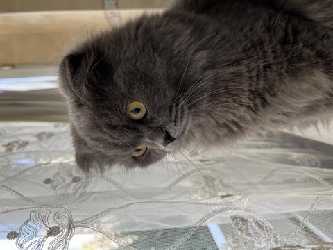 Scottish fold oğlumuza dişi eş arıyoruz