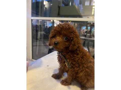 Üst kalite büyümeyen teacup poodle yavrumuz