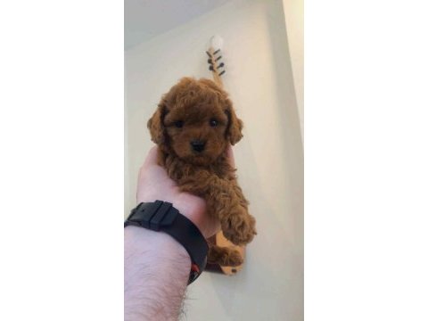 Toy poodle yavru köpekler