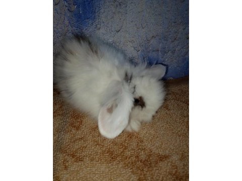 Hollanda teddy lop tavşan yavrular