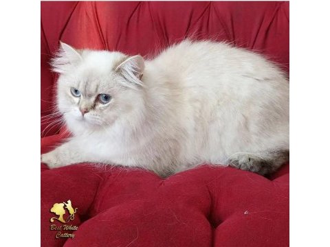Maine coon iki yaşında