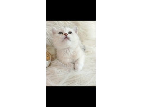 British shorthair silver sahiplendirme
