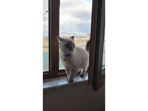 1 yaşında erkek british shorthair