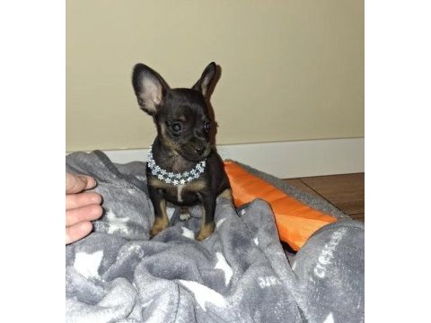 Mini pinscher yavrularımız