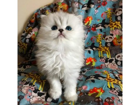 British longhair silver shaded