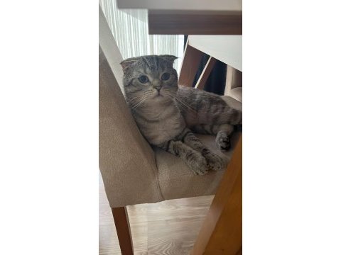 Canım british shorthair oğlum pabloya kalıcı yuva arıyoruz