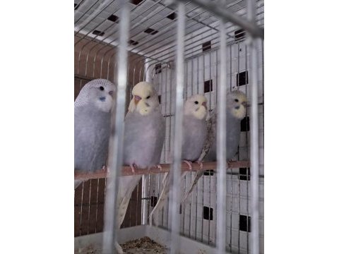 Erkek muhabbet kuşu yavrular ele alıştırmalık