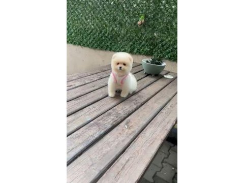 Safkan pomeranian boo yavru 2.5 aylık
